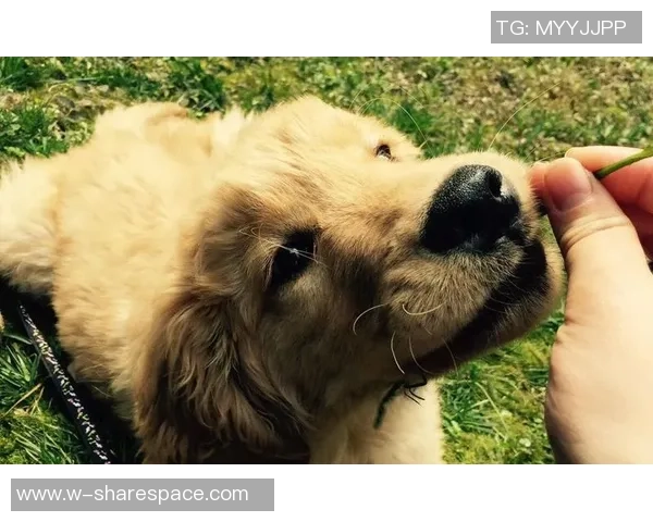 金毛犬在足球场上的明星表现与知名球员盘点